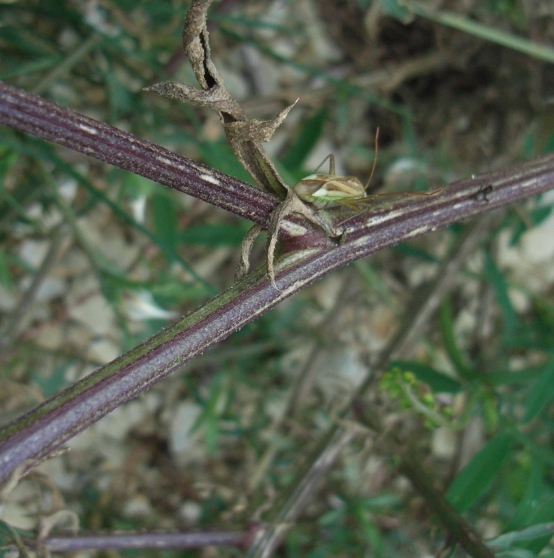 Centaurea deusta